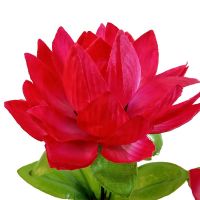 y6063 Лотосы 20шт