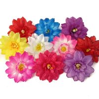 y-клас Клематис атласный 50шт