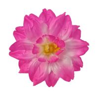 y-клас Клематис атласный 50шт